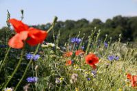 Blumenwiese 500 g zert. Mischung HK7-11